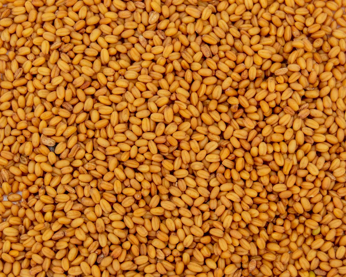 Camelina Seed